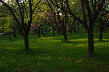 Obraz premium Landscape photo of a park with impressive green in the evening