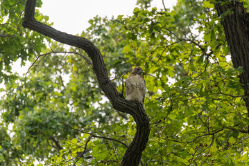 Juvenile Red-tailed Hawk Perched In A Tree In Summer