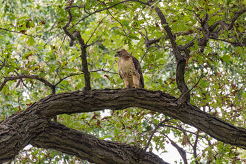Juvenile Red-tailed Hawk Perched In A Tree In Summer