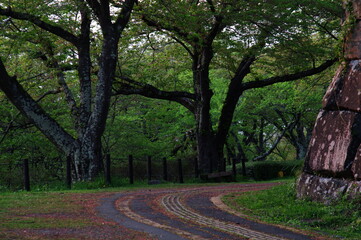 Landscape photo of a park with an impressive tree shape