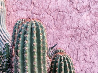 Closeup of big cactuses on the background of an adobe red wall