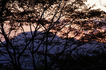 silhouette of a tree in the sunset