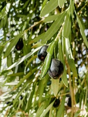 Fototapeta premium Closeup of black olives hanging on the olive tree