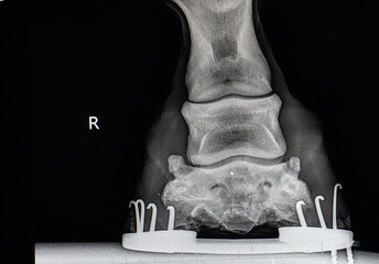 close up x-ray of horses lower front leg showing horse show and nails as well as hoof foot ankle...