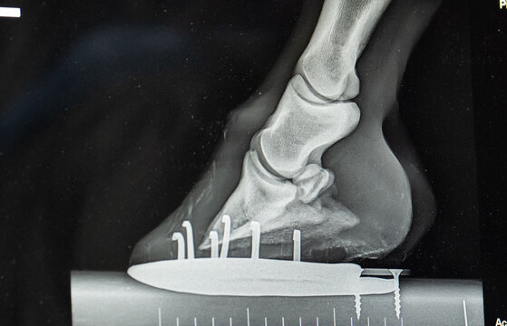 close up x-ray of horses lower front leg showing horse show and nails as well as hoof foot ankle and other lower equine leg bones x-ray taken by veterinarian to diagnose foot or leg lameness issue 