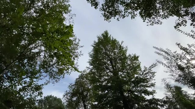Kahnfahrt im Spreewald