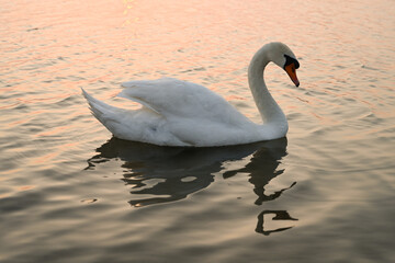 White Swan on Lake in Sunset