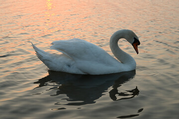 White Swan on Lake in Sunset