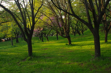 Fototapeta na wymiar Landscape photo of a green park