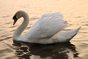 White Swan on Lake in Sunset