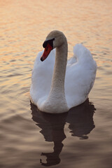 Obraz premium White Swan on Lake in Sunset