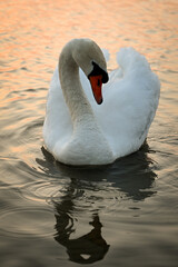 White Swan on Lake in Sunset