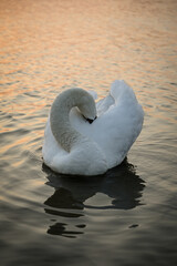 White Swan on Lake in Sunset