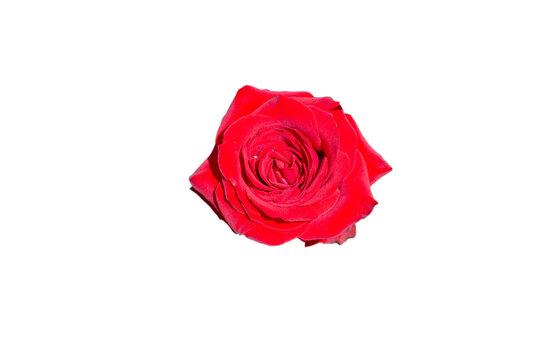 切抜き素材　綺麗な薔薇の花
