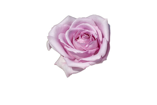 切抜き素材　綺麗な薔薇の花
