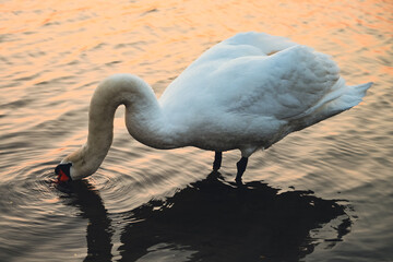 White Swan on Lake in Sunset