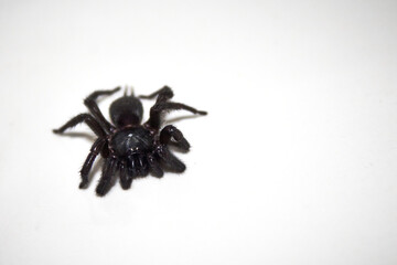 black spider in white background of the bathroom, macrothele calpeiana 