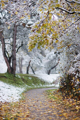 First snowfall in bright colorful alley in autumn. Under trees branches with golden, green, orange foliage white snow covered. First snow in late fall vertical photo