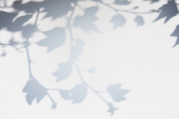 Shadow of leaves and branches on white wall