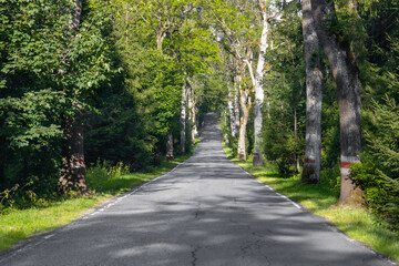 Forest road passing through dense green forest