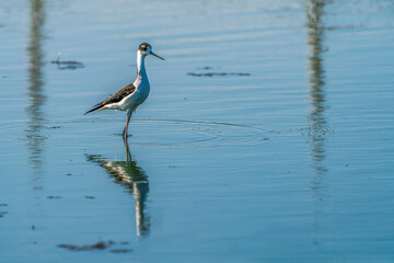 Black-necked stilt foraging in the Water