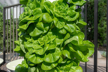 Green lettuce growing on a vertical hydroponic tower system