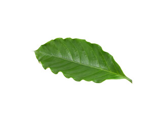 Fototapeta premium Arabica coffee leaf on transparene png