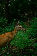 Vertical shot of an adorable whitetail deer grazing in a green forest