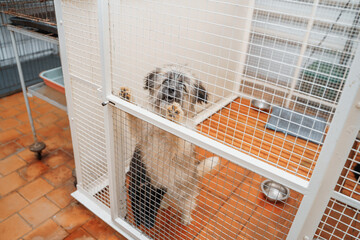 cute puppy in a kennel cage waiting for a new owner