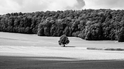 Beautiful grayscale shot of a field with lush trees