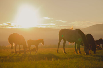 Fototapeta na wymiar horses graze in a clearing with green grass in the rays of sunset