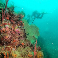 diver and reef