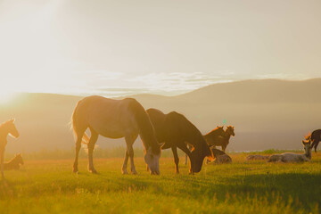 horses graze in a clearing with green grass in the rays of sunset