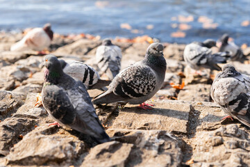 Rock dove, rock pigeon or indian pigeon, member of the bird family Columbidae. Group of pegeons sitting near the lake in winter time and freezing