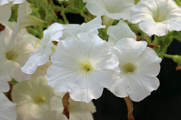 White petunia flowers in a hanging basket in close up