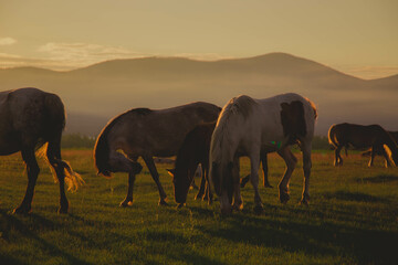 Fototapeta na wymiar a herd of horses walks in a clearing in the reflection of a sunset