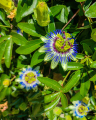 Passionfruit flower