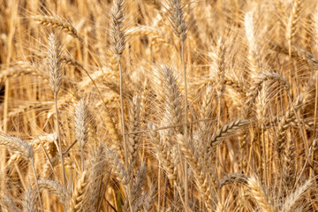 Fields of golden yellow, ripe wheat.