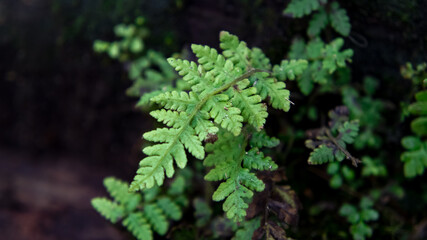 fern in the forest