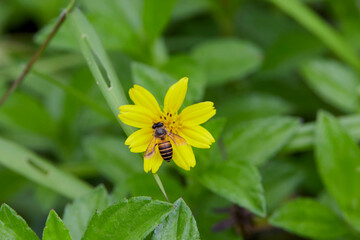 Close-up view of bee on singapore daisy flower	
