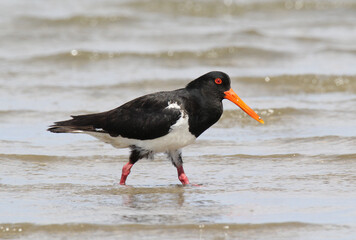 Australian pied oystercatcher bird shorebird wader standing in the ocean