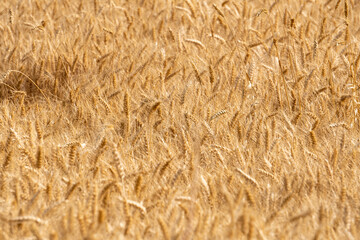 Fields of golden yellow, ripe wheat.