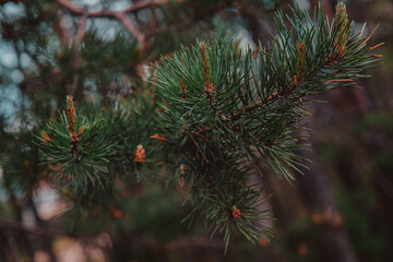 pine branch with green needles and young cones close-up
