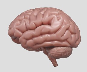 Plakat isolated realistic brain in the white background 3d rendering