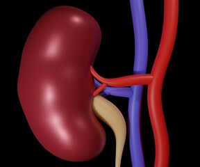 Isolated human kidney or renal capsule in the black background 3d rendering