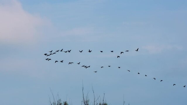 A group of Phalacrocorax carbo flying in the air. Slow motion. Aogu Wetlands Forest Park is a base for eco-tourism. Dongshi Township,  Chiayi County, Taiwan