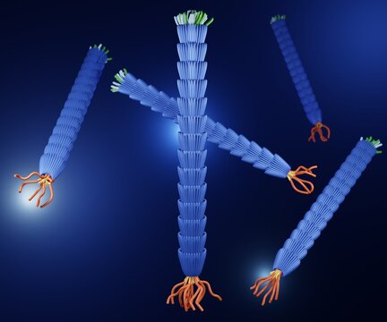 Schematic illustration of filamentous M13 phage virus structure 3d rendering