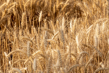 Fields of golden yellow, ripe wheat.