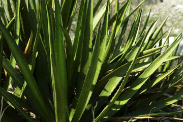 Beautiful agave with green leaves growing outdoors, closeup