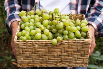 Farmer holding wicker basket with ripe grapes in vineyard, closeup